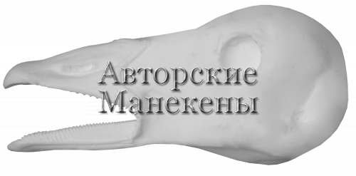 Голова казарка черная