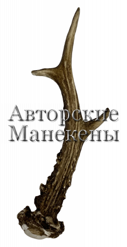 Рог косуля №6 (европейская)