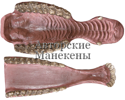 Челюсти олень благородный, марал