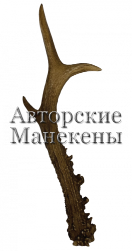 Рог косуля №3 (сибирская)
