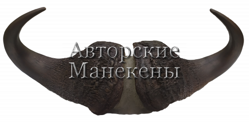 Рога буйвол капский на лобовине