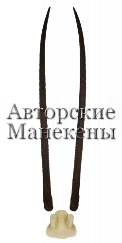 Рога орикс саблерогий (шимитар) с лобовиной