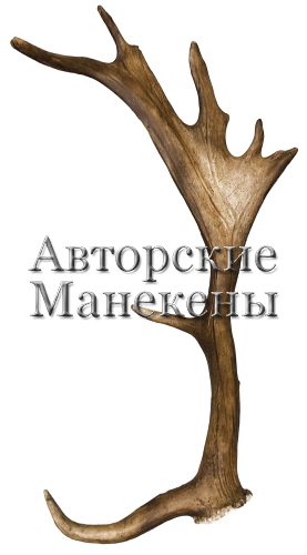 Рог лань №2