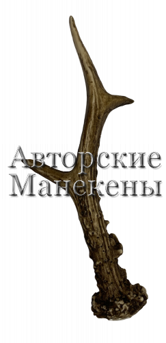 Рог косуля №5 (европейская)