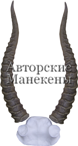 Рога сайгак с лобовиной