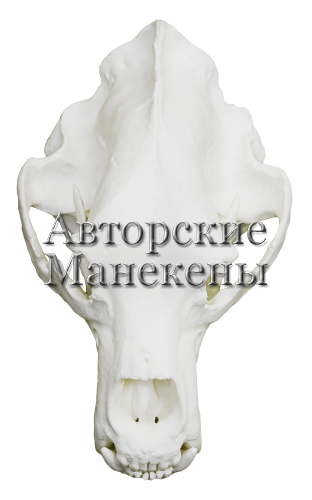 Череп медведь камчатский