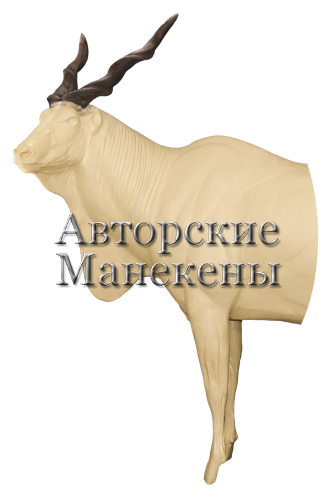 Манекен иланд Лорд Дерби (канна) ИЛДМ-2 Л 1/2
