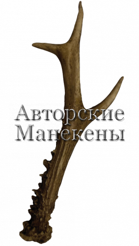 Рог косуля №2 (сибирская)