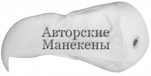 Голова орлан-белохвост (взрослый)