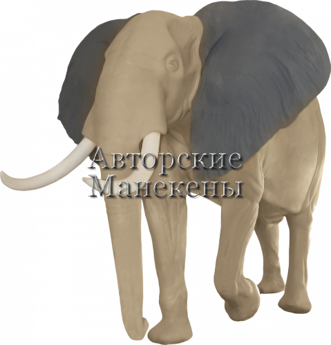 Манекен слон африканский СЛОМ-1