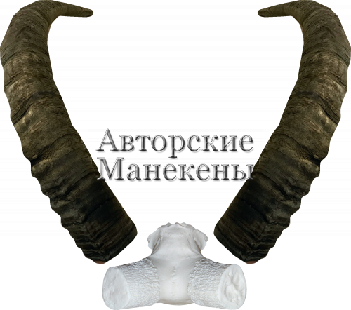 Рога тур кубанский с лобовиной