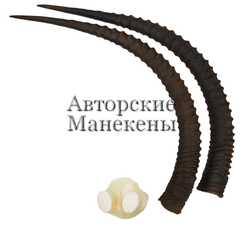 Рога сейбл (черная антилопа) с лобовиной