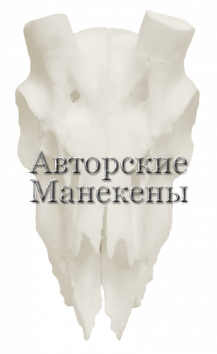 Череп газель аравийская