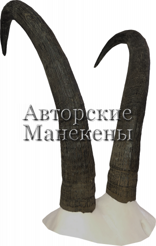Рога серна с лобовиной