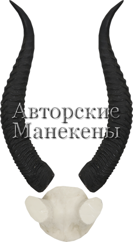 Рога геренук с лобовиной