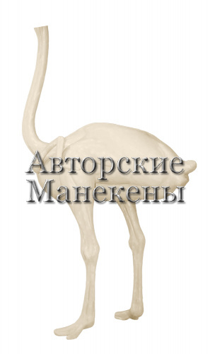 Манекен страус африканский СТРМ-2 Л