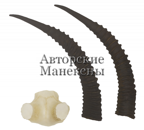 Рога роан (лошадиная антилопа) с лобовиной