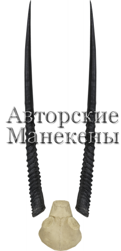 Рога орикс кистеухий с лобовиной