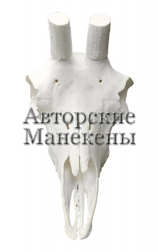 Череп серна