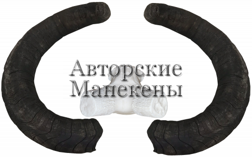 Рога тур дагестанский с лобовиной