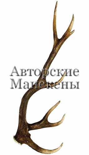 Рог олень благородный №10
