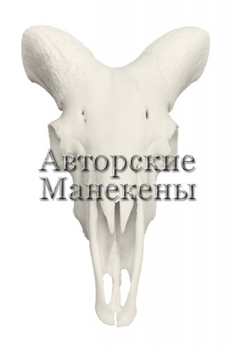 Череп баран Марко-Поло