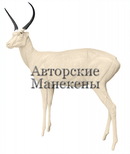 Манекен ридбок обыкновенный РИОМ-1 Л