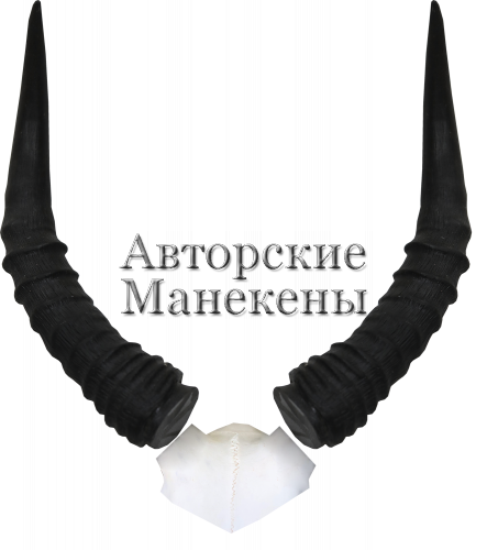 Рога цессеби с лобовиной