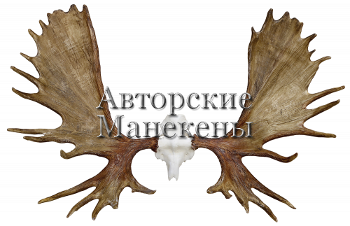 Рога лось камчатский на лобовине