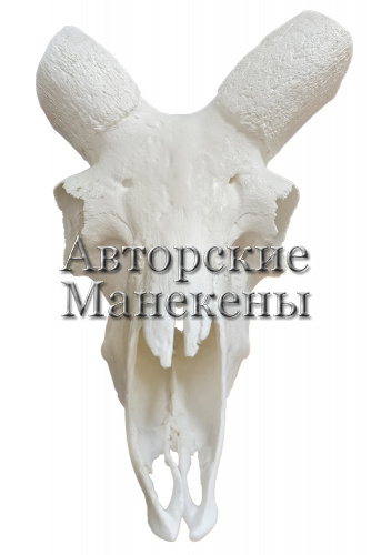 Череп уриал бухарский
