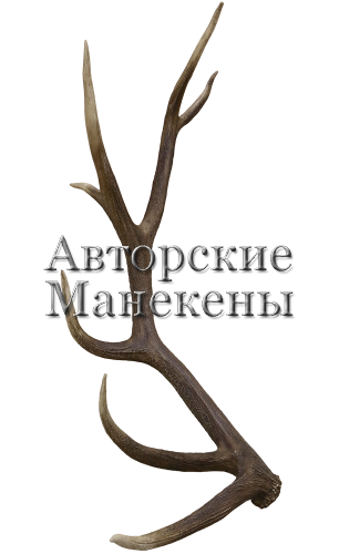 Рог марал (вапити) №1