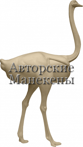 Манекен страус африканский СТРМ-1