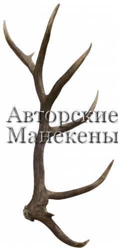 Рог марал (вапити) №2