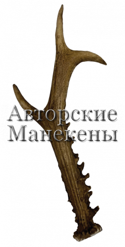 Рог косуля №1 (сибирская)
