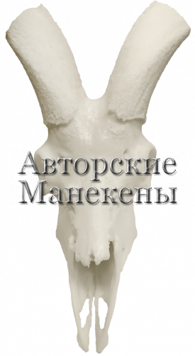 Череп мархур бухарский
