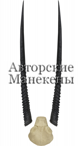 Рога орикс обыкновенный с лобовиной