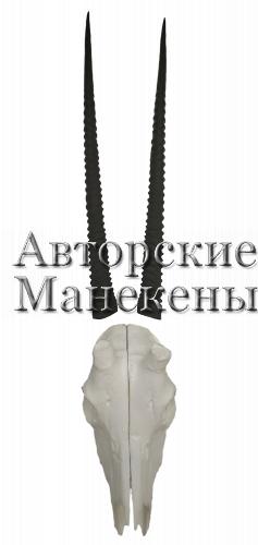 Рога орикс аравийский