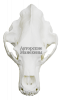 Череп медведь камчатский